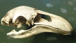 South Island giant moa | Moa nunui. Skull. Kingston, Otago. Image © Alan Tennyson & the Southland Museum by Alan Tennyson.