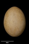 South Island giant moa | Moa nunui. Egg 240 x 178 mm (NMNZ ME.012748). Kaikoura. Image © Te Papa by Jean-Claude Stahl.