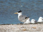 Crested tern. Adult. Waipu estuary Northland, March 2014. Image © Susan Steedman by Susan Steedman.