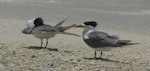 Crested tern. Birds in breeding plumage near colony. Lady Elliot Island, Queensland, November 2012. Image © Tony Crocker by Tony Crocker.