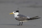 Crested tern. Non-breeding adult. Buckley's Hole, Bribie Island, Queensland, January 2018. Image © Oscar Thomas by Oscar Thomas.