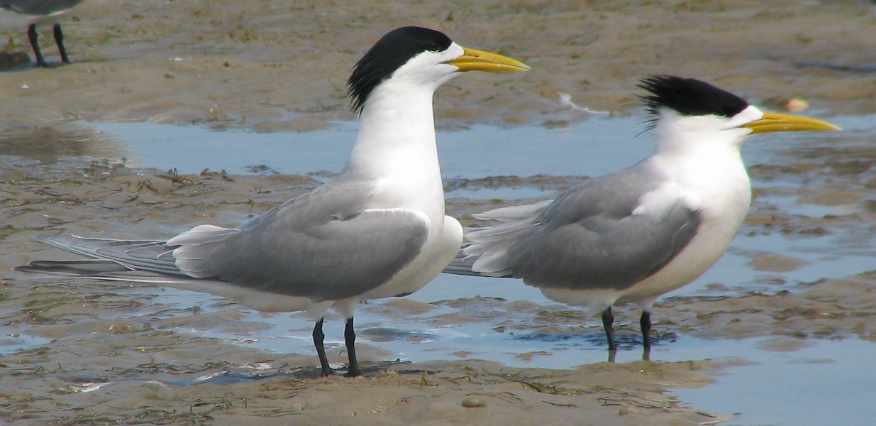 Crested tern. Two adults in full breeding plumage. Inskip Peninsula, south-east Queensland, October 2007. Image © Dorothy Pashniak by Dorothy Pashniak.