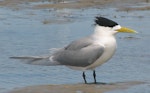 Crested tern. Adult in breeding plumage. Inskip Peninsula, south-east Queensland, October 2007. Image © Dorothy Pashniak by Dorothy Pashniak.