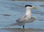 Crested tern. Adult in breeding plumage displaying. Inskip Peninsula, south-east Queensland, October 2007. Image © Dorothy Pashniak by Dorothy Pashniak.