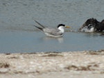 Crested tern. Adult. Waipu estuary Northland, March 2014. Image © Susan Steedman by Susan Steedman.