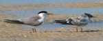 Crested tern. Adult in breeding plumage (on left) and juvenile. Inskip Peninsula, south-east Queensland, February 2008. Image © Dorothy Pashniak by Dorothy Pashniak.