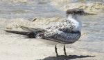 Crested tern. Juvenile. Inskip Peninsula, south-east Queensland, January 2010. Image © Dorothy Pashniak by Dorothy Pashniak.