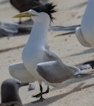 Crested tern. Adult in courting ritual. Michaelmas Cay, January 2017. Image © Imogen Warren by Imogen Warren.