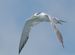 Crested tern. Non-breeding adult in flight. Horn Island harbour, Queensland, August 2016. Image © Glenn Pure 2018 birdlifephotography.org.au by Glenn Pure.