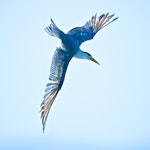 Crested tern. Dorsal view, diving adult. Waipu estuary, Northland, June 2014. Image © Les Feasey by Les Feasey.