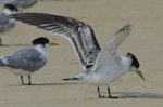 Crested tern. Juvenile with spread wings. Inskip Peninsula, south-east Queensland, June 2009. Image © Dorothy Pashniak by Dorothy Pashniak.