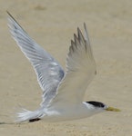 Crested tern. Adult in flight (almost completed primary moult). Inskip Peninsula, south-east Queensland, June 2009. Image © Dorothy Pashniak by Dorothy Pashniak.