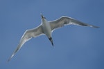 Crested tern. Non-breeding flight ventral. Guadalcanal, April 2009. Image © Nigel Voaden by Nigel Voaden.