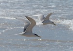 Crested tern. Adults in flight. Diamond Head, NSW, Australia, October 2014. Image © Alan Tennyson by Alan Tennyson.