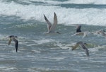 Crested tern. Adults in flight. Diamond Head, NSW, Australia, October 2014. Image © Alan Tennyson by Alan Tennyson.