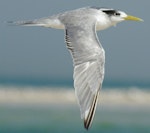 Crested tern. Immature bird (18-20 months) with black secondaries. Inskip Peninsula, south-east Queensland, July 2009. Image © Dorothy Pashniak by Dorothy Pashniak.