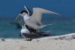 Crested tern. Adults mating. Michaelmas Cay, January 2017. Image © Imogen Warren by Imogen Warren.