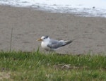 Crested tern. Non-breeding adult. Waipu Cove, September 2014. Image © Robyn Davies by Robyn Davies.