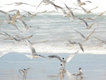 Crested tern. Flock taking off from beach. Fraser Island, Queensland, Australia, August 2008. Image © Alan Tennyson by Alan Tennyson.