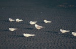 Crested tern. Adult, with white-fronted terns. Waikanae River estuary, January 1983. Image © Alan Tennyson by Alan Tennyson.