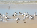 Crested tern. Flock on beach. Fraser Island, Queensland, Australia, August 2008. Image © Alan Tennyson by Alan Tennyson.