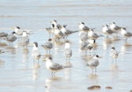 Crested tern. Flock. Fraser Island, Queensland, August 2008. Image © Alan Tennyson by Alan Tennyson.