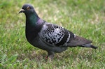 Rock pigeon | Kererū aropari. Adult showing iridescent neck feathers. Wanganui, January 2008. Image © Ormond Torr by Ormond Torr.