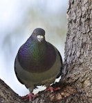 Rock pigeon | Kererū aropari. Adult in a tree. Flat Bush, Auckland, October 2014. Image © Marie-Louise Myburgh by Marie-Louise Myburgh.