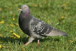 Rock pigeon | Kererū aropari. Adult male showing chequered plumage. Cape Kidnappers, April 2006. Image © Dick Porter by Dick Porter.