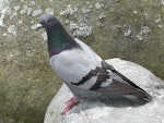 Rock pigeon | Kererū aropari. Adult showing pied plumage. Lake Rotoroa, Hamilton, January 2012. Image © Alan Tennyson by Alan Tennyson.