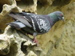 Rock pigeon | Kererū aropari. Adult roosting on sandstone cliff. Duntroon, October 2016. Image © Scott Brooks (ourspot) by Scott Brooks.