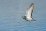 Rock pigeon | Kererū aropari. Adult in flight showing underwing. Hamilton, August 2006. Image © Neil Fitzgerald by Neil Fitzgerald.