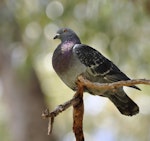 Rock pigeon | Kererū aropari. Adult perched. Flat Bush, Auckland, October 2014. Image © Marie-Louise Myburgh by Marie-Louise Myburgh.