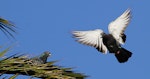 Rock pigeon | Kererū aropari. Ventral view of adult in flight. Wanganui, March 2012. Image © Ormond Torr by Ormond Torr.