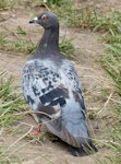 Rock pigeon | Kererū aropari. Adult. Hauturu / Little Barrier Island, February 2015. Image © Alan Tennyson by Alan Tennyson.