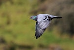 Rock pigeon | Kererū aropari. Dorsal view of adult in flight. Wanganui, May 2012. Image © Ormond Torr by Ormond Torr.