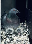 Rock pigeon | Kererū aropari. Adult at nest with 2 chicks. Christchurch, October 1988. Image © Peter Reese by Peter Reese.