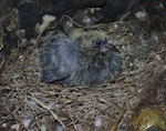 Rock pigeon | Kererū aropari. Chick in nest in sea cave. Mana Island, November 2018. Image © Colin Miskelly by Colin Miskelly.