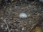 Rock pigeon | Kererū aropari. Nest with egg in sea cave. Mana Island, November 2018. Image © Colin Miskelly by Colin Miskelly.