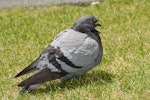 Rock pigeon | Kererū aropari. Dorsal view of adult with feathers fluffed up. Wellington, January 2007. Image © Peter Reese by Peter Reese.