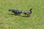 Rock pigeon | Kererū aropari. Male on left courting female. Auckland, January 2007. Image © Peter Reese by Peter Reese.