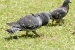 Rock pigeon | Kererū aropari. Male on left displaying to female. Auckland, January 2007. Image © Peter Reese by Peter Reese.