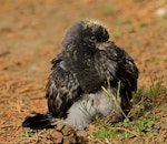 Rock pigeon | Kererū aropari. Fledgling. Wanganui, August 2015. Image © Ormond Torr by Ormond Torr.