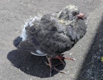 Rock pigeon | Kererū aropari. Fledgling. Thorndon, Wellington, January 2023. Image © Alan Tennyson by Alan Tennyson.