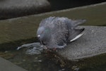 Rock pigeon | Kererū aropari. Bathing. Wellington, January 2007. Image © Peter Reese by Peter Reese.