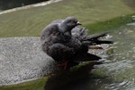 Rock pigeon | Kererū aropari. Bathing. Wellington, January 2007. Image © Peter Reese by Peter Reese.