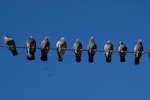 Rock pigeon | Kererū aropari. Adults perched on power line. Wellington, June 2009. Image © Peter Reese by Peter Reese.