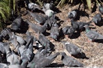 Rock pigeon | Kererū aropari. Flock feeding on ground. Wellington, November 2009. Image © Peter Reese by Peter Reese.