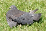 Rock pigeon | Kererū aropari. Sunbathing. Auckland, January 2007. Image © Peter Reese by Peter Reese.