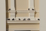 Rock pigeon | Kererū aropari. Group resting on city building ledge. Wellington, September 2008. Image © Peter Reese by Peter Reese.